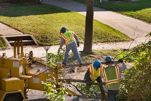 Best Stump Grinding Near Me  in Southern Gateway, VA